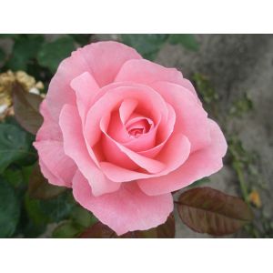 Rose Queen Elizabeth Floribunda