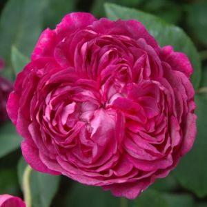 Rose Reine des Violettes