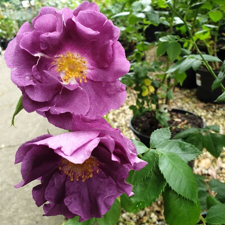 Rose Rhapsody in Blue