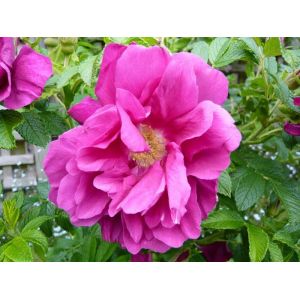 Rose Roseraie de l'Hay