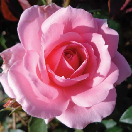 Rose You're Beautiful