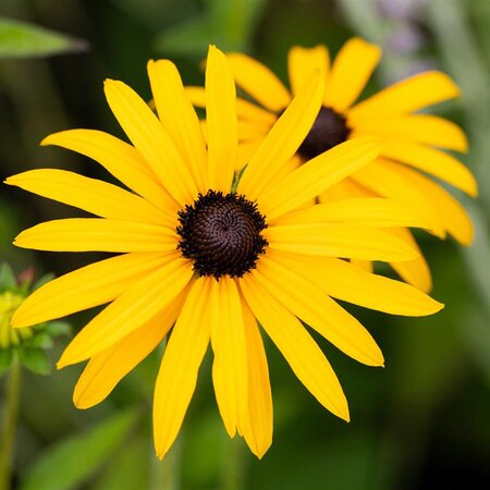 Rudbeckia fulgida 'Deamii'