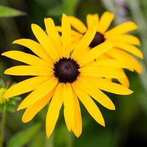 Rudbeckia fulgida 'Deamii'