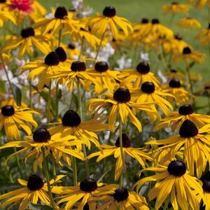 Rudbeckia fulgida 'Goldsturm' 1L