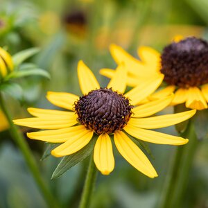 Rudbeckia Little Gold Star