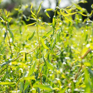 Salix babylonica Tortuosa Aurea Twisted Willow