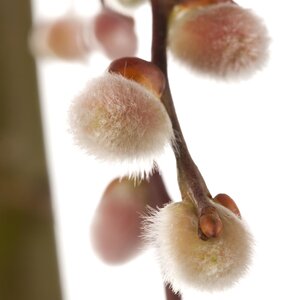 Salix caprea Pendula - image 2