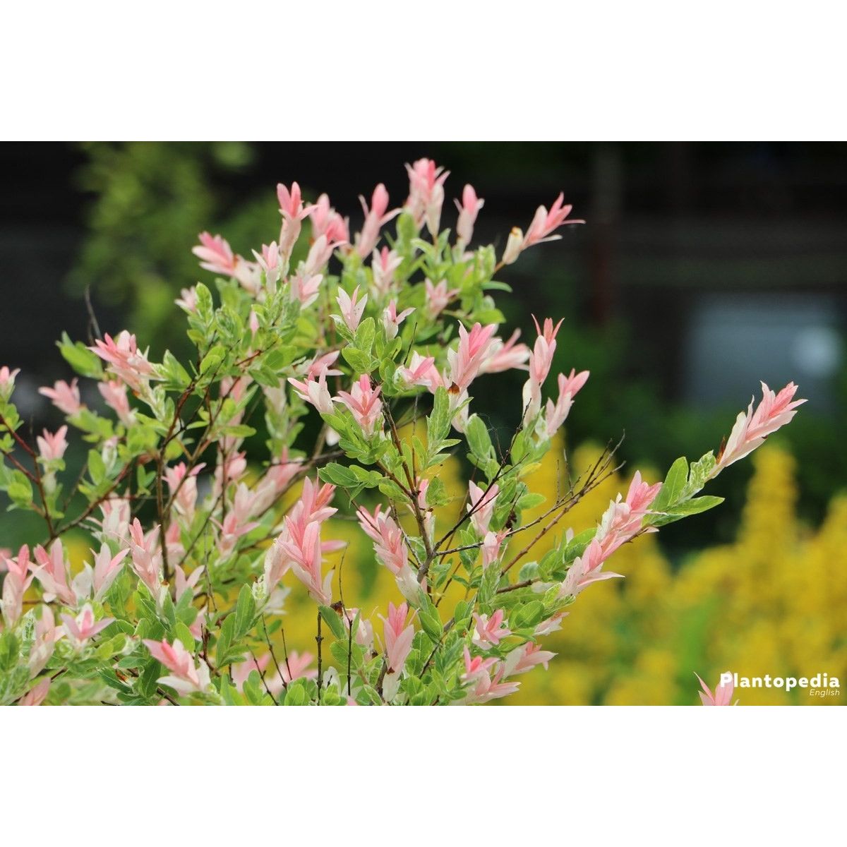 Salix Integra \'Hakuro-Nishiki\'