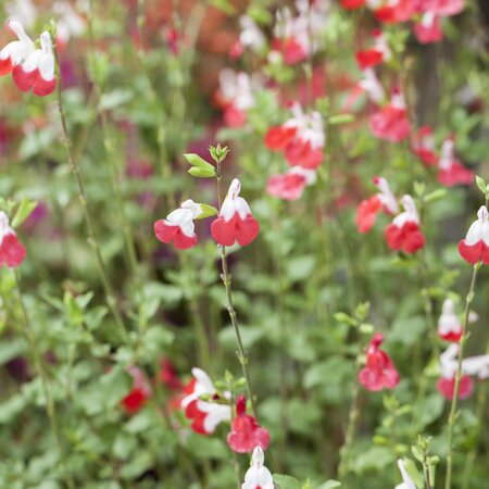 Salvia microphylla 'Hotlips'