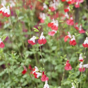 Salvia microphylla 'Hotlips'
