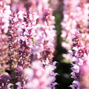 Salvia nemerosa 'Caradonna Pink'