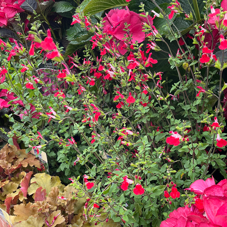 Salvia x jamensis Hot Lips Ornamental Sage