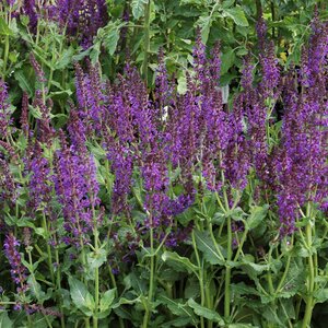 Salvia x sylvestris 'Mainacht'