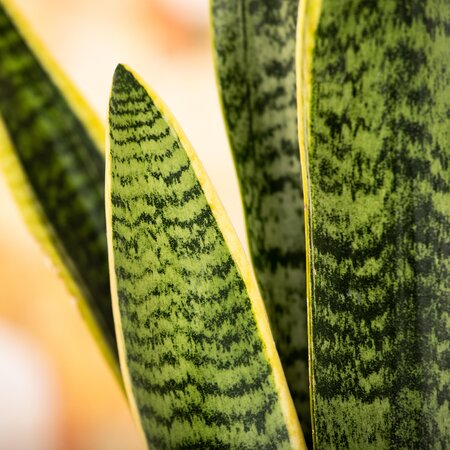 Sansevieria - image 1