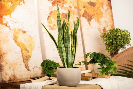 Sansevieria - image 2