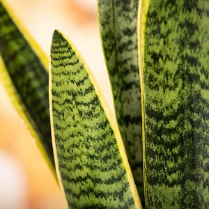 Sansevieria Mother in Laws Tongue