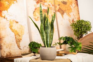 Sansevieria Mother in Laws Tongue - image 2