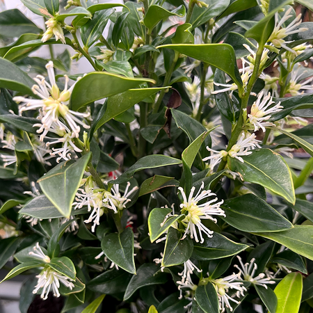 Sarcococca confusa