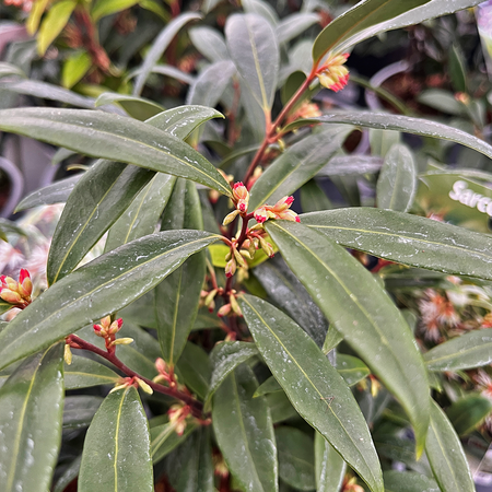 Sarcococca Purple Stem