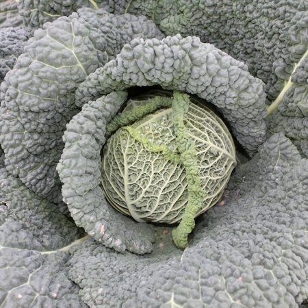 Savoy Cantasa F1 Organic Seeds