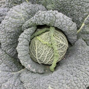 Savoy Cantasa F1 Organic Seeds