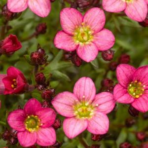 Saxifraga arendsii 'Scenic Red' 1L