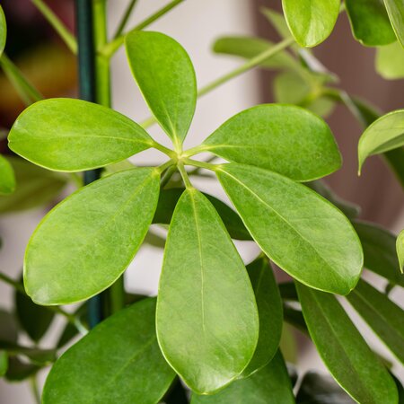 Schefflera - image 1