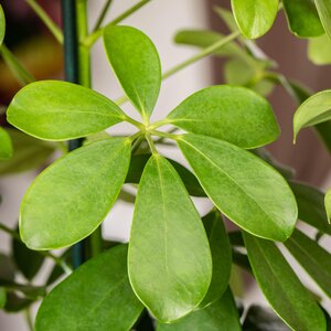 Schefflera - image 1