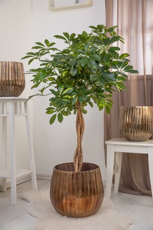 Schefflera - image 2