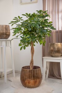 Schefflera - image 2