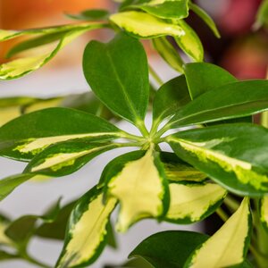 Schefflera Variegated - image 1