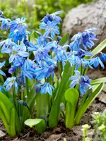 Scilla Bulbs
