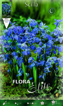 Scilla Siberica