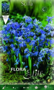 Scilla Siberica