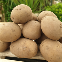 Seed Potatoes