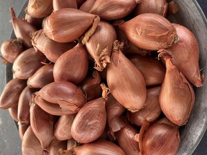 Shallot Longor