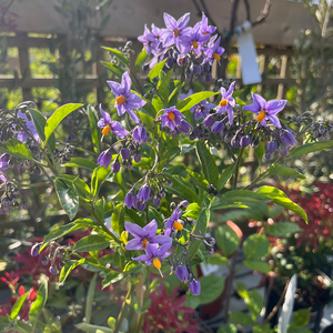 Solanum crispum Glasnevin