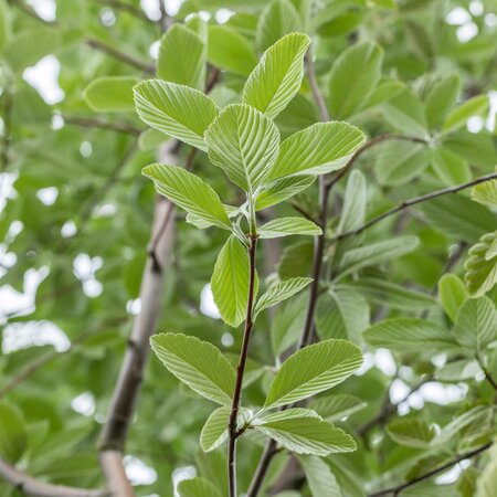 Sorbus aria Lutescens Whitebeam