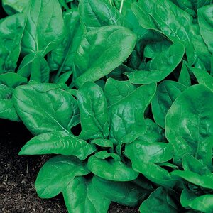 Spinach Matador Organic Seeds