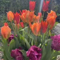 Spring Flowering Bulbs