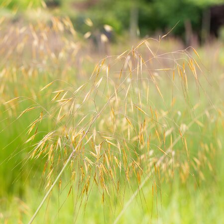 Stipa gigantea 3L