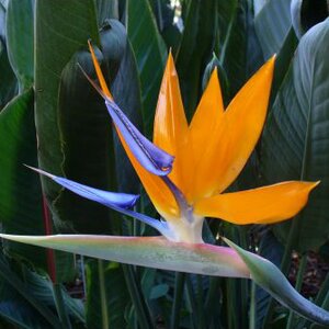 Strelitzia Nicolai White Bird of Paradise - image 1