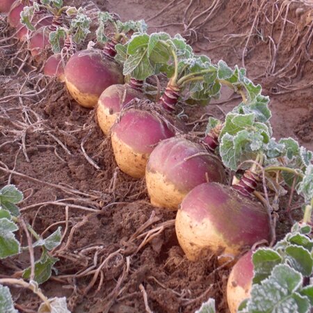 Swede Tweed F1 Seeds