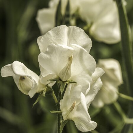 Sweet Pea Jilly Seeds