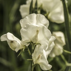 Sweet Pea Jilly Seeds