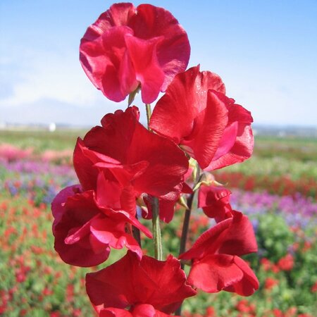 Sweet Pea Winston Churchill Seeds