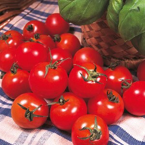 Tomato Gardeners Delight RHS AGM