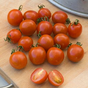Tomato Koralic Organic