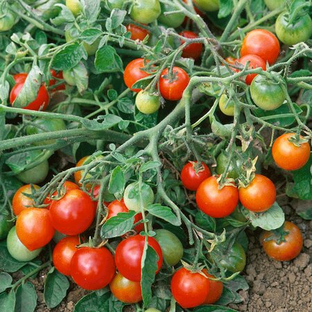 Tomato Red Alert - image 1