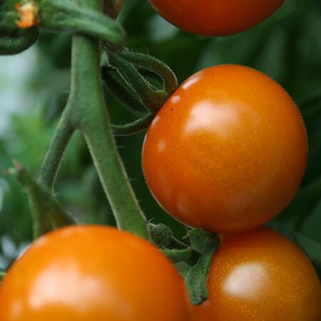 Tomato Sungold F1 Seeds